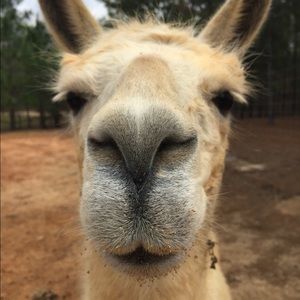 Meet your Posher, Ananda